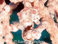 Pigmy Seahorse in Fan Coral - it's simply beautiful!

M... by Juerg Ziegler 
